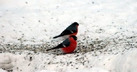 snow-bird-cc-matten79-web-v2