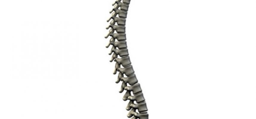 spine2