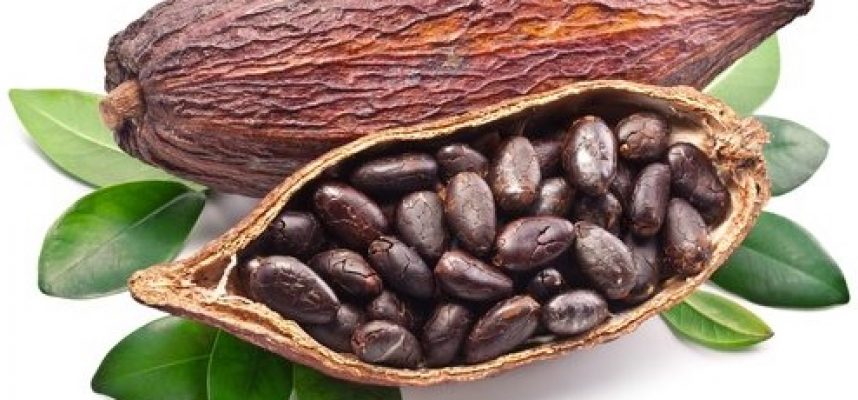 cacao image