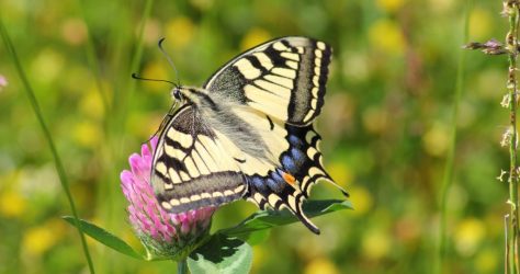 swallowtail-butterfly-364329