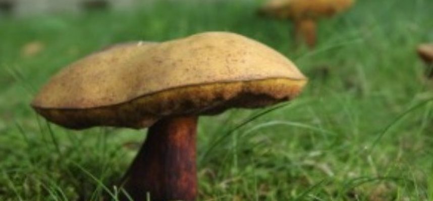 healing power of mushrooms