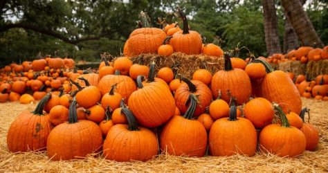 pumpkin patch image